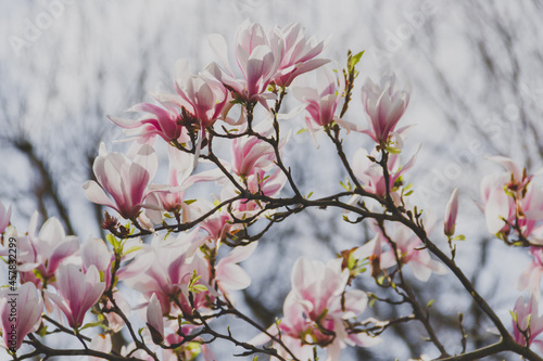 Blühende Magnolia in Karlsruhe © Maria Ch.