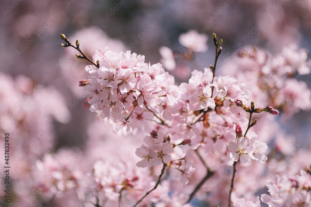 Obraz premium blühende Kirsche Sakura