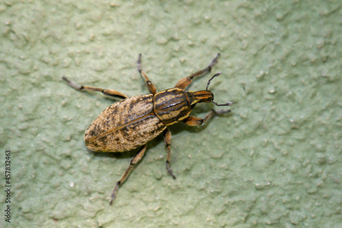 Ein Käfer, Rüsselkäfer klettert an einer Wand entlang. 
