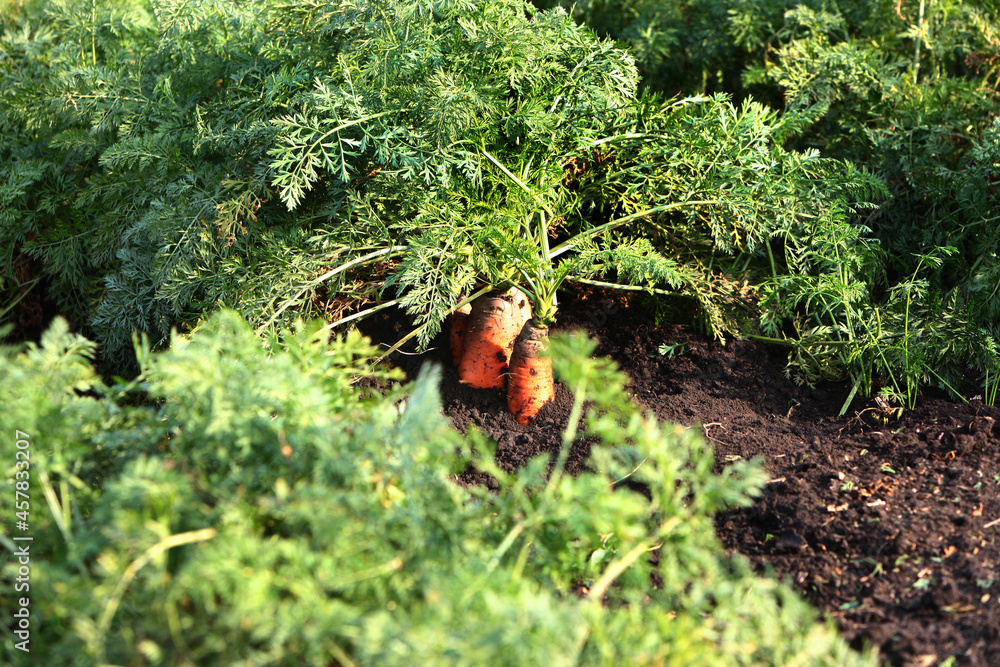 Carrots in the ground. Carrot harvest. Beds with carrots. Agricultural work. Vegetable picking season. Autumn field work. Autumn field work.