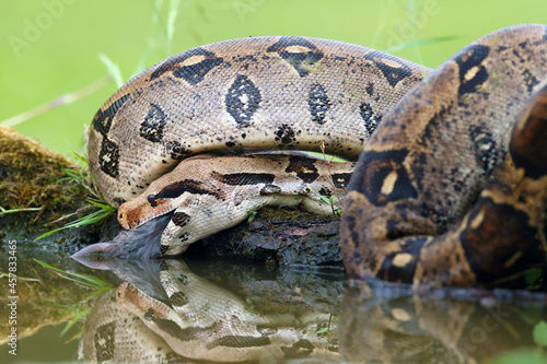 The boa constrictor (Boa constrictor), also called the red-tailed or the common boa, with prey caught on an old branch. Big boa with a caught rat by the water.