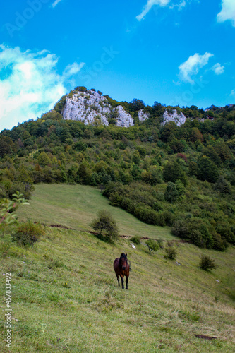 Horse. A wild horse stands alone in nature on a meadow. Wild stallion. Wild horse in Bosnia and Herzegovina.