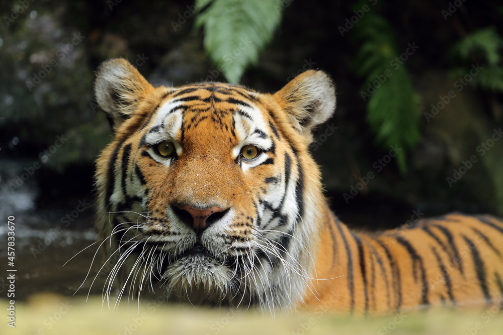 Fototapeta premium The Siberian tiger (Panthera tigris tigris), also called the Amur tiger (Panthera tigris altaica) portrait on a dark background. Beautiful male Siberian tiger in warm summer.