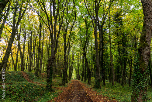 Chemin au début de l'automne dans la forêt photo