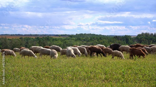 A flock of sheep grazes in the field. Green grass in the meadow. Summer day in the pasture. Sheep farm. Sheeps