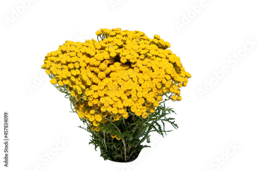 the dried flowers of yarrow, marjoram and tansyisolated on the white background, hang on the rope