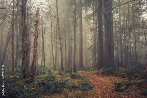 Templeton Woods Dundee Scotland