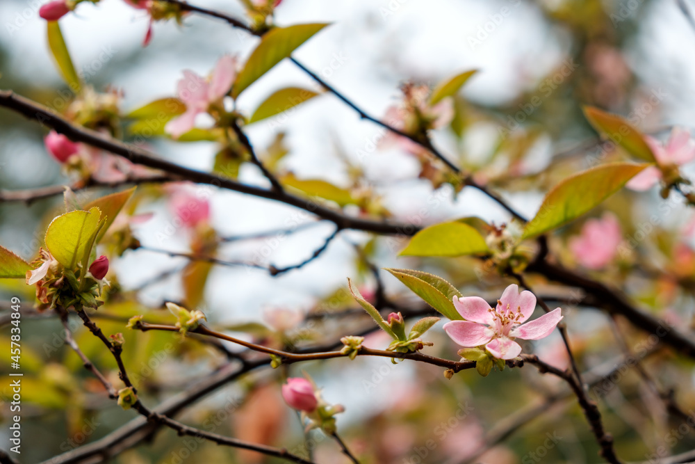 blooming cherry branch, pink flowers on the background of branches. selective focus