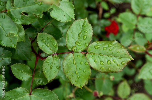 Drops on the leaves of rose