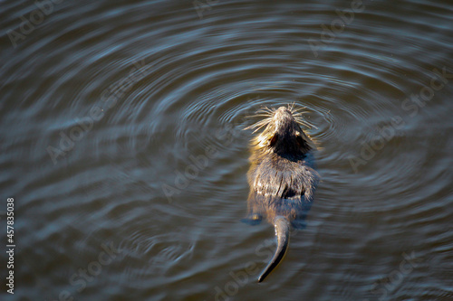 Portrait einer Bisamratte an einem Fluss. Diese Tiere werden relativ handzahm.