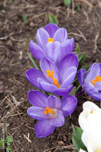 crocus flowers in spring; closeup of a group of purple blossoms of crocus; the crocuses family