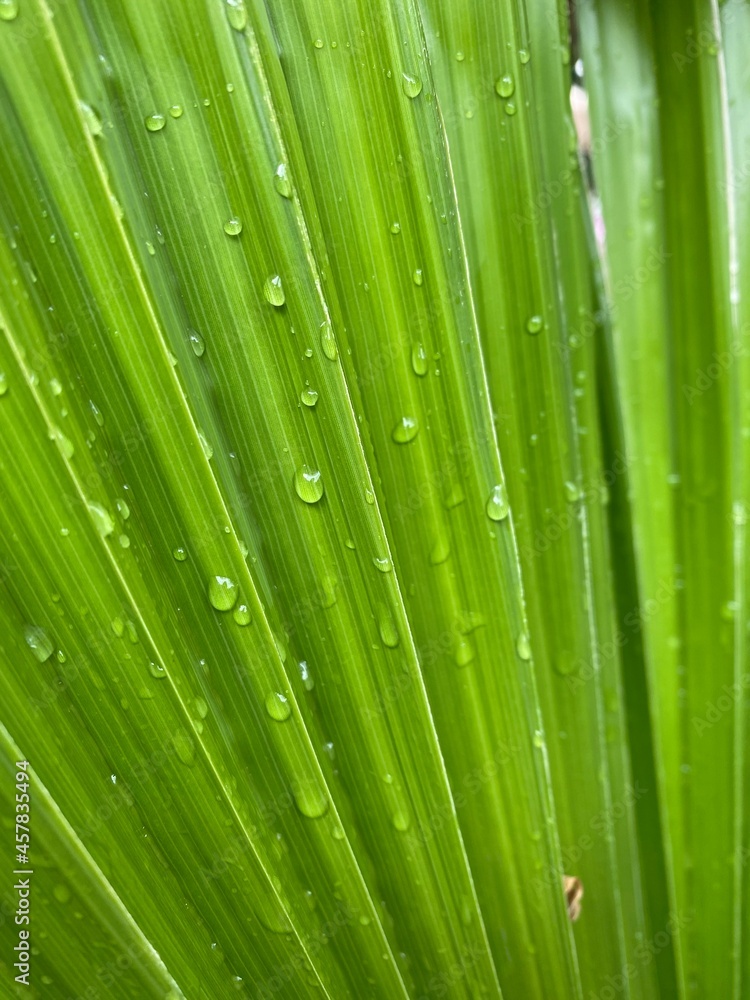 Palmenblatt, Wassertropfen Palmenblatt, Wassertropfen