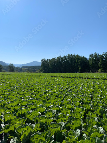 白菜 畑 高原野菜 農業 長野県