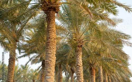 Plantation of date palms. Tropical agriculture industry in the Middle East.