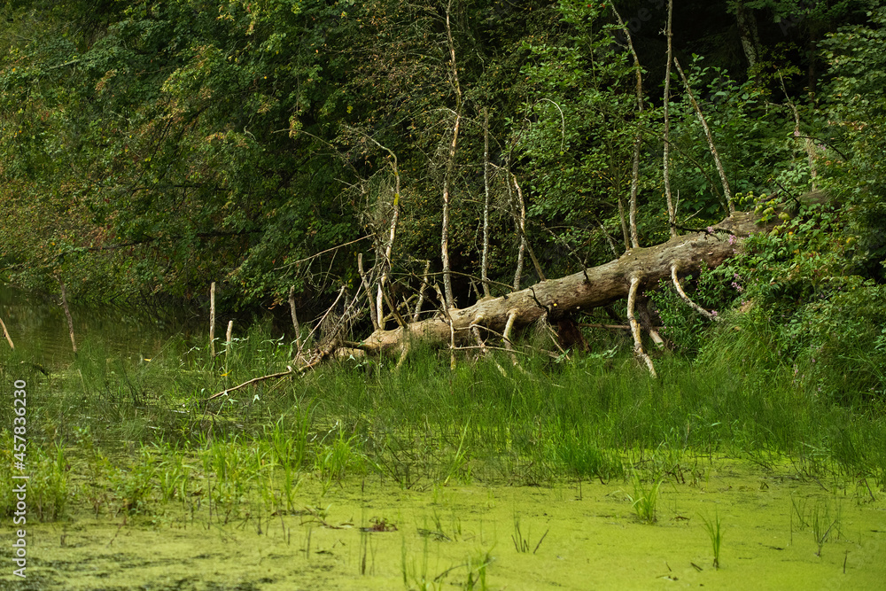 Fototapeta premium An old fallen tree lies on the surface of the river, summer forest landscape