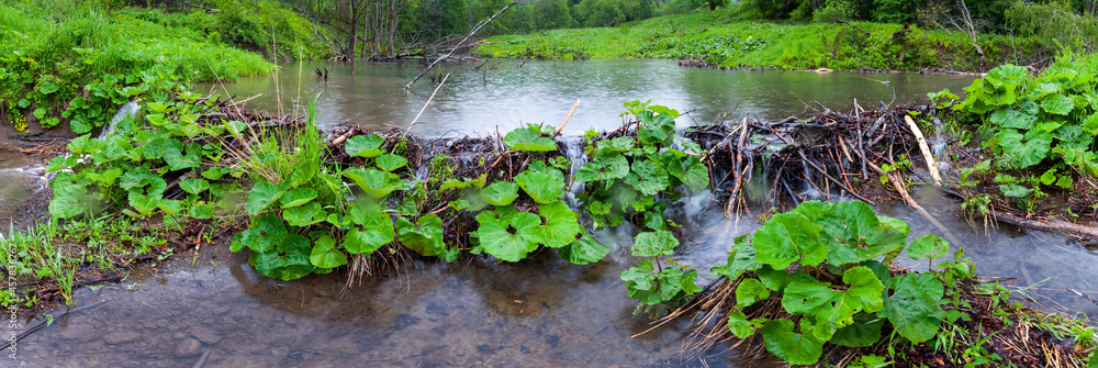 Beaver lodges in the Bieszczady National Park, Bieszczady Mountains Beaver lodges in the Bieszczady National Park, Bieszczady Mountains