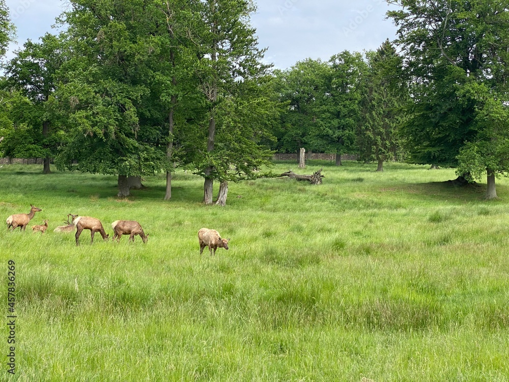 Obraz premium Tiere, Feld, Wald