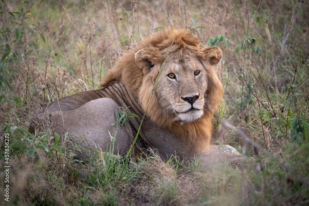 Löwe in der Wildnis, Afrika
