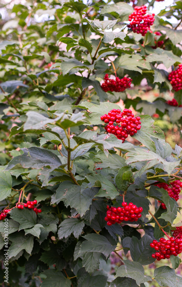 Obraz premium The ripening of red viburnum in the garden, young bush viburnum