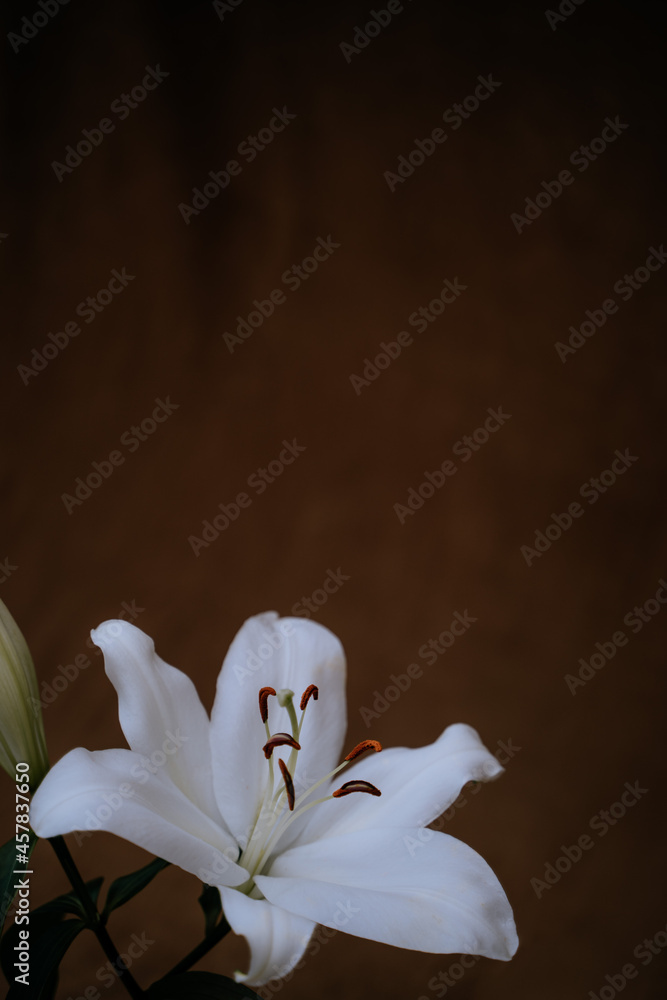 Flor azucena fondo marrón