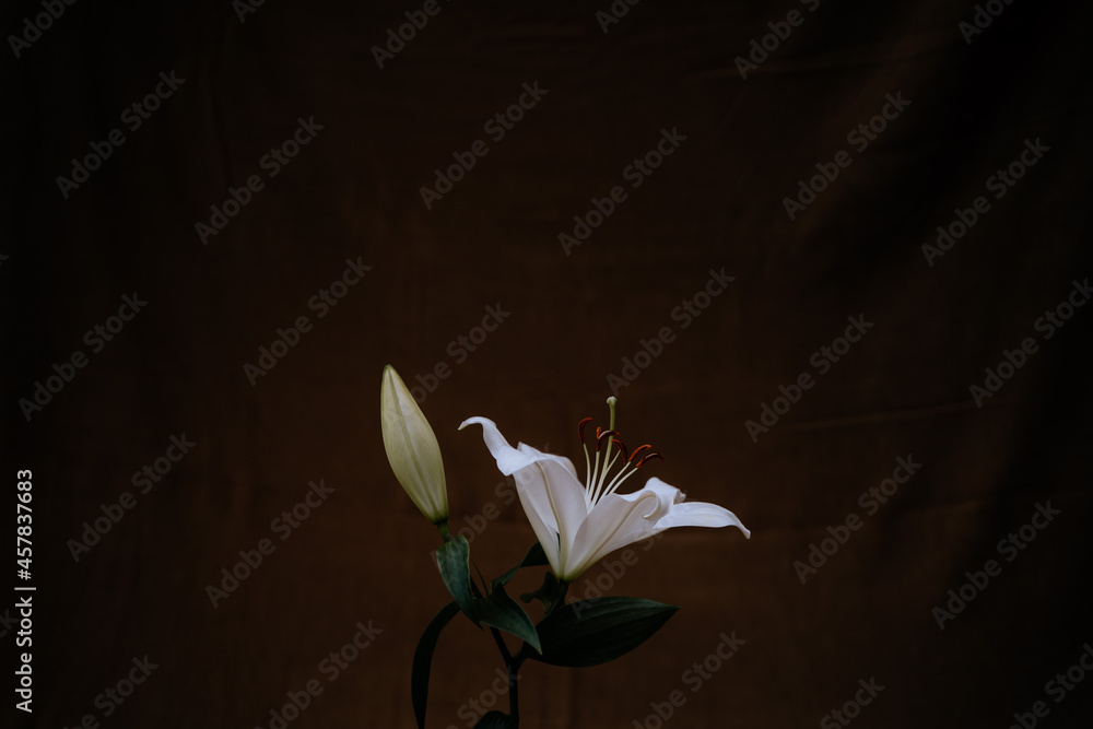 Flor azucena