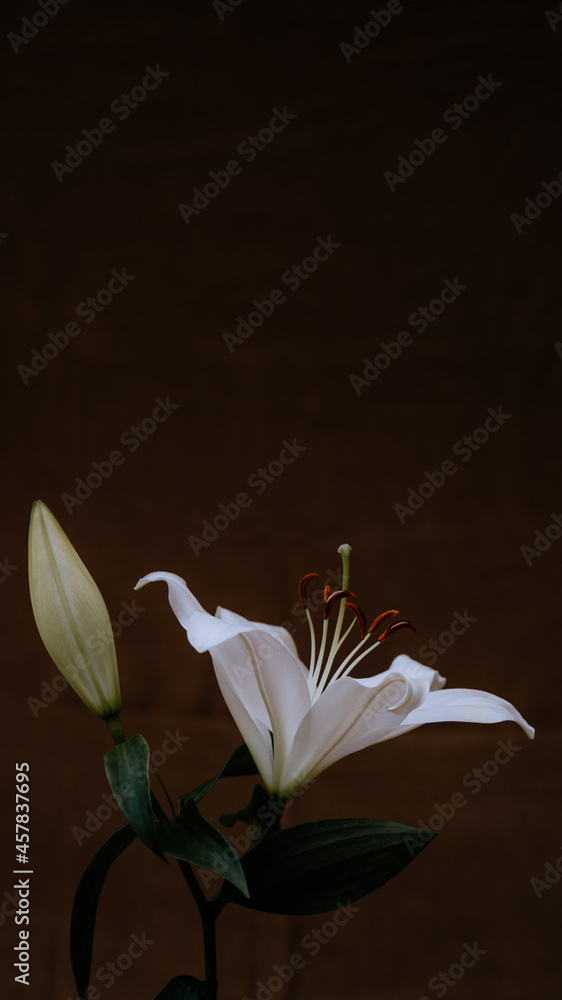 Dos flores azucena