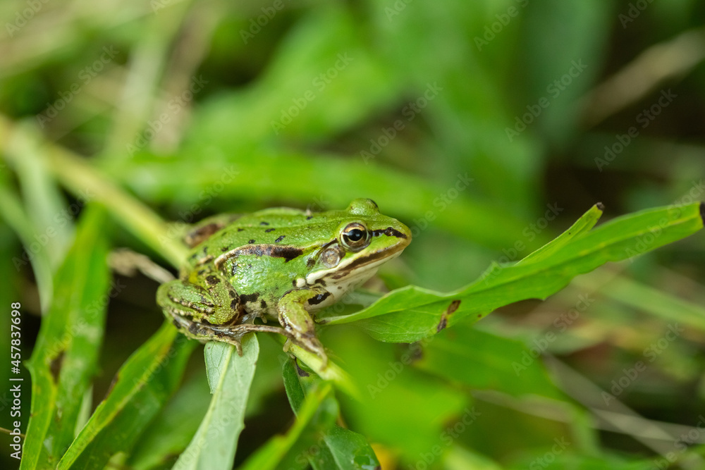 European grass frog sitting on the green grass European grass frog sitting on the green grass