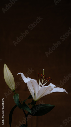 Obraz na płótnie Dos flores azucena w salonie