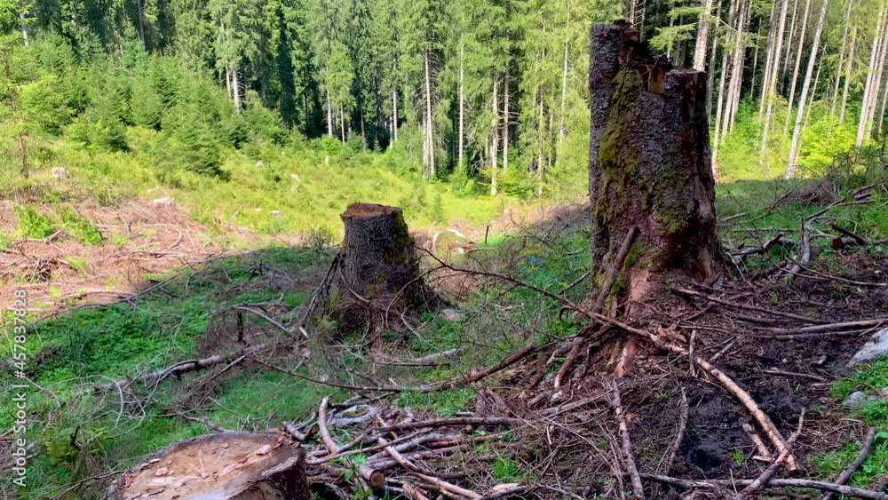 Devasted forest in caues of bark beetle infestation. Trunks of trees of forest dieback in Germany caused by climate change and aridity, Ammerwald Bavaria close to Austrian Border in Summer Devasted forest in caues of bark beetle infestation. Trunks of trees of forest dieback in Germany caused by climate change and aridity, Ammerwald Bavaria close to Austrian Border in Summer