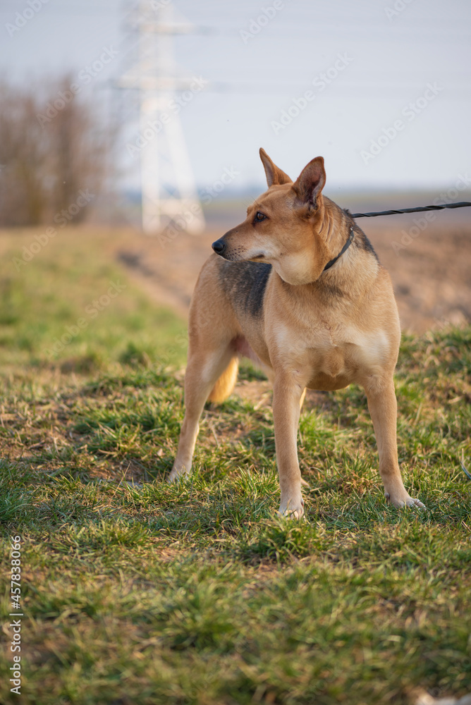A beautiful stray dog in a shelter on overexposure. A beautiful stray dog in a shelter on overexposure.