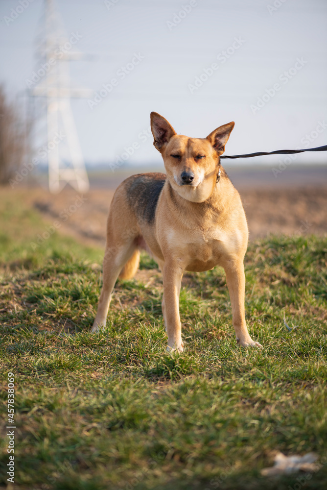 A beautiful stray dog in a shelter on overexposure. A beautiful stray dog in a shelter on overexposure.