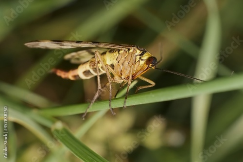 common scorpion fly in the grass © Tomas