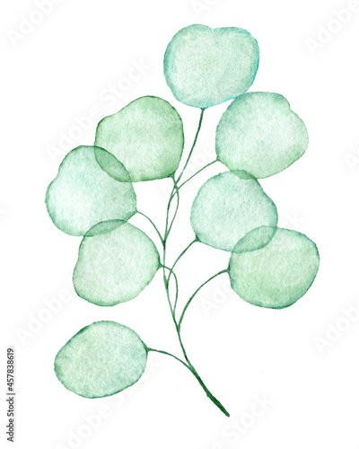 Tranparent eucalyptus twig drawn watercolor clip art