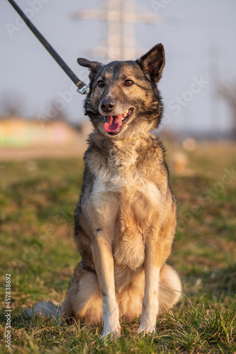 A beautiful stray dog in a shelter on overexposure.