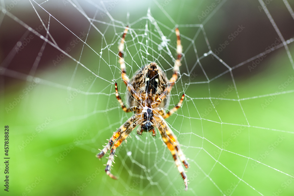 macro shot of a European garden spider (cross spider, Araneus diadematus) macro shot of a European garden spider (cross spider, Araneus diadematus)