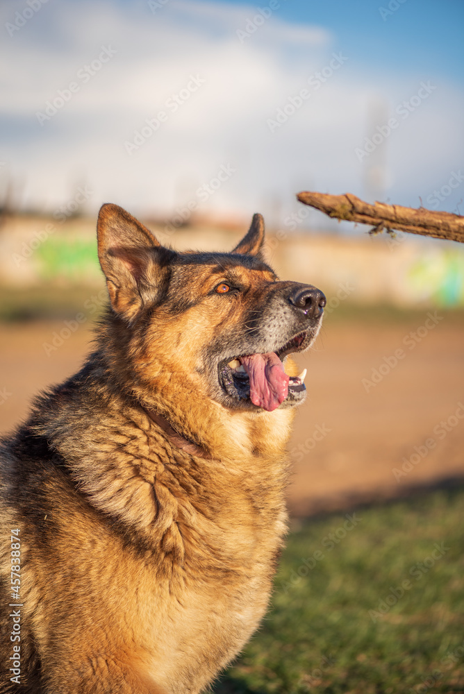 A beautiful stray dog in a shelter on overexposure. A beautiful stray dog in a shelter on overexposure.