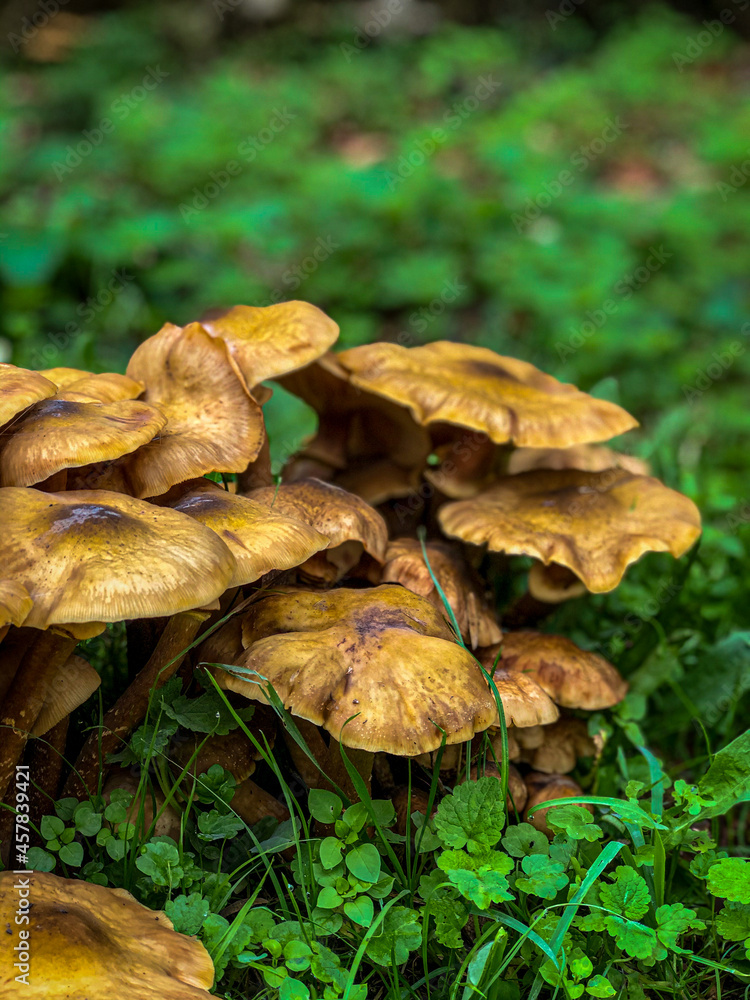 mushrooms in the forest