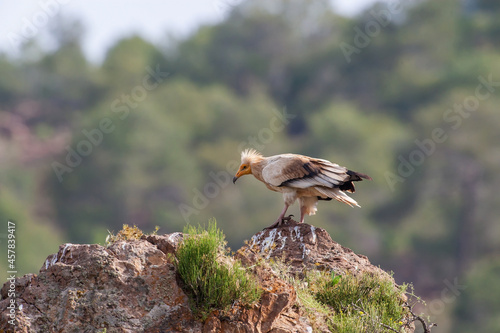 Egyptian Vulture (Neophron) perched on a rock in its natural habitat.