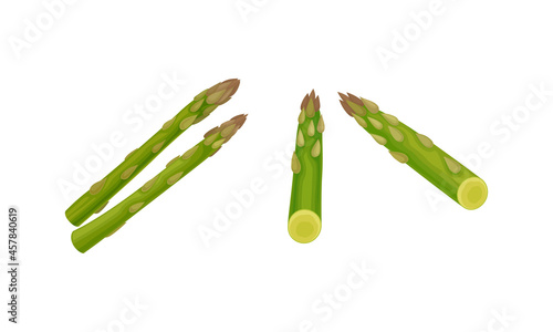 Fresh Green Cultivated Asparagus or Sparrow Grass Vector Set