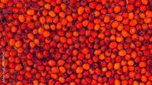 Принти на полотні fresh large mountain ash in the water