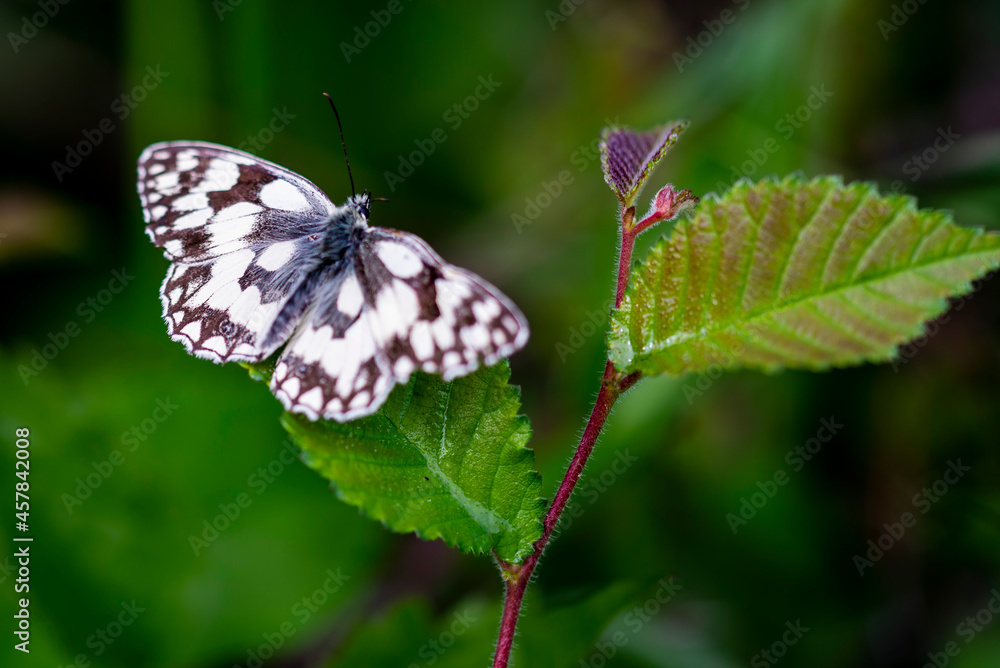 Papillon blanc appelé Demi-deuil (Melanargia galathea), est une espèce de lépidoptères (papillons) appartenant à la famille des Nymphalidae posé sur une feuille Papillon blanc appelé Demi-deuil (Melanargia galathea), est une espèce de lépidoptères (papillons) appartenant à la famille des Nymphalidae posé sur une feuille