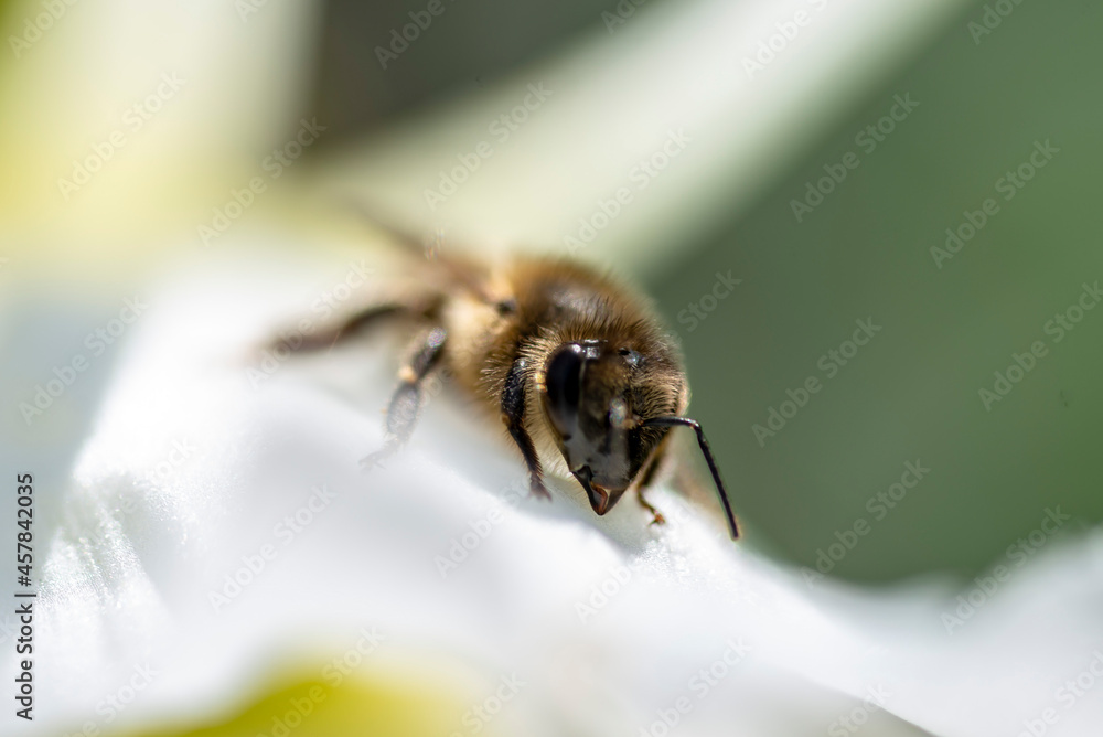 Macro d'une petite abeille sur une fleur blanche Macro d'une petite abeille sur une fleur blanche