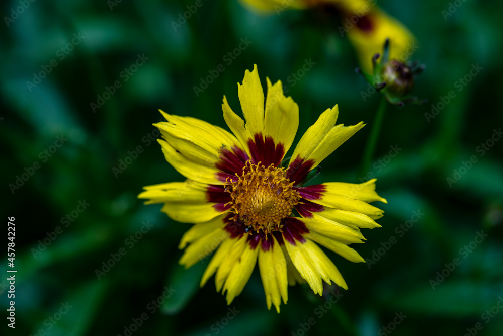 Coréopsis à feuilles lancéolées, Coréopsis des sables aux corolles jaune Coréopsis à feuilles lancéolées, Coréopsis des sables aux corolles jaune