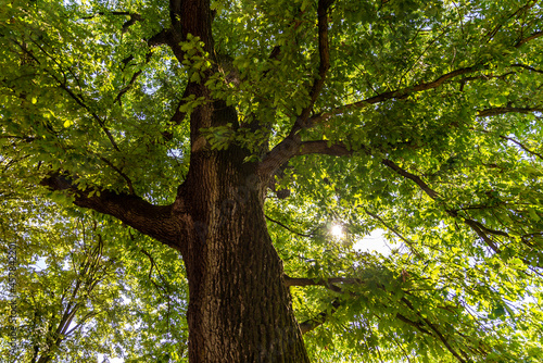 Vue sur le tronc avec les ramifiacations des branches d'un chêne centenaire dans un parc à Metz sous le soleil