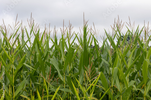 Tops of corn stalks against the sky