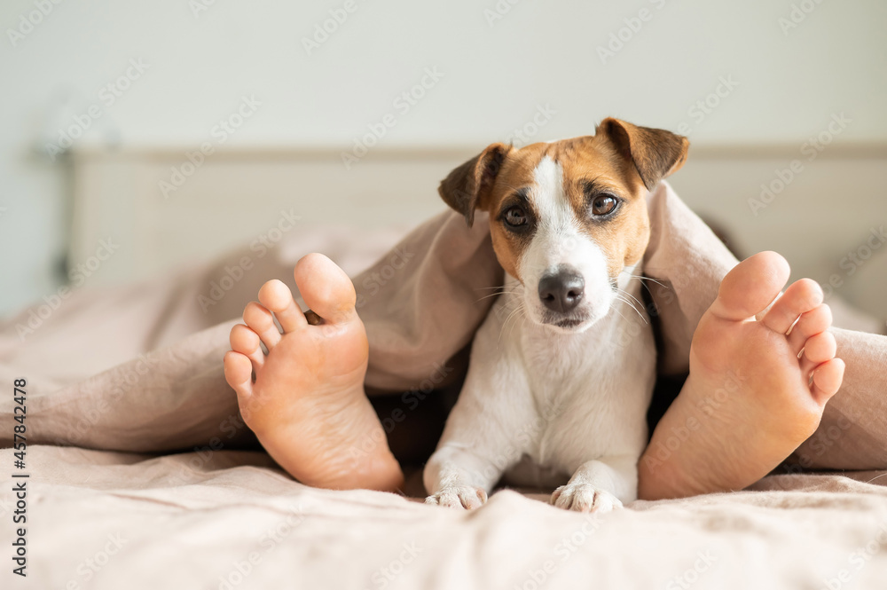 The dog lies with the owner on the bed and looks out from under the blanket. Barefoot woman and jack russell terrier in the bedroom. The dog lies with the owner on the bed and looks out from under the blanket. Barefoot woman and jack russell terrier in the bedroom.