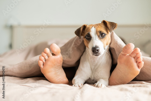 The dog lies with the owner on the bed and looks out from under the blanket. Barefoot woman and jack russell terrier in the bedroom.