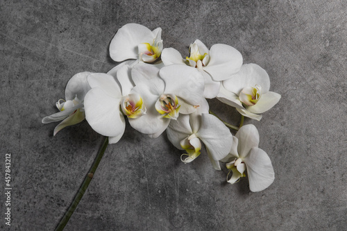 White orchid flowers dark stone background