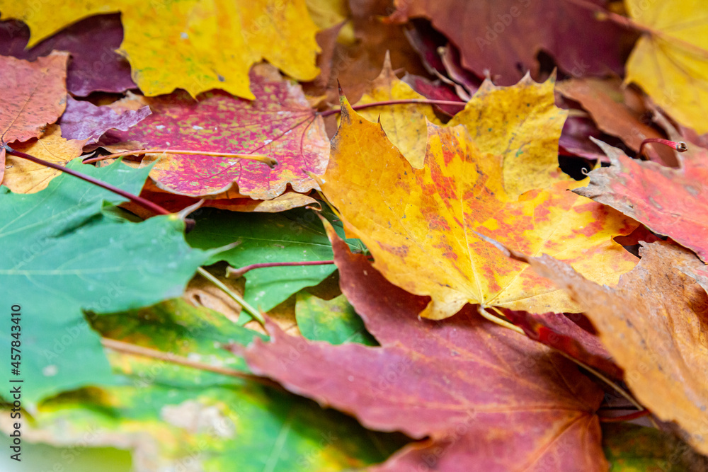 ein herbstlicher Hintergrund mit vielen bunten Ahornblättern ein herbstlicher Hintergrund mit vielen bunten Ahornblättern