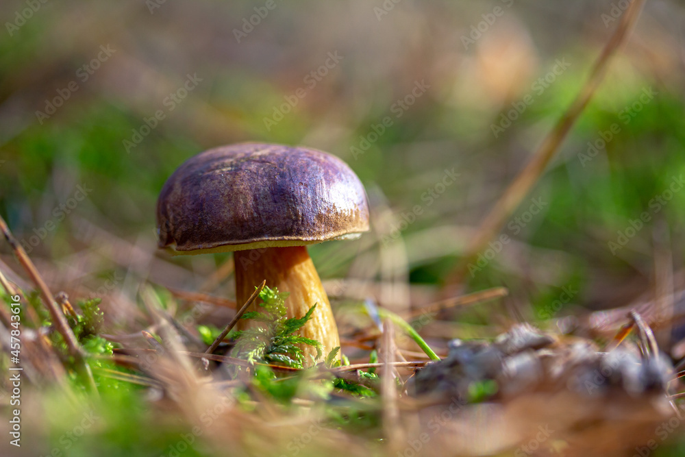 ein Steinpilz im Wald gefunden, umgeben von Moos und Gras ein Steinpilz im Wald gefunden, umgeben von Moos und Gras